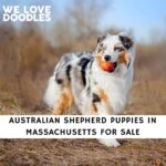 Australian Shepherd Puppies in Massachusetts