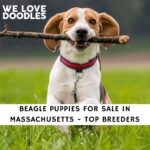 Beagle Puppies For Sale in Massachusetts
