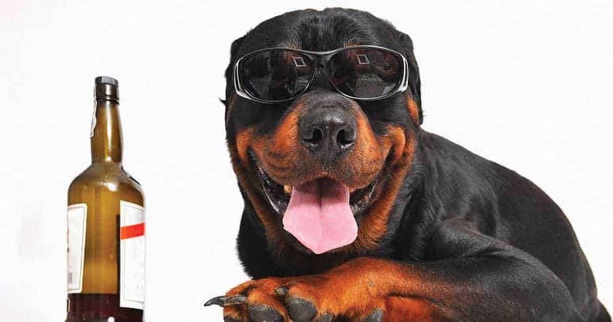 113 Beer Names for Dogs!