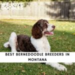 Bernedoodle Breeders in Montana