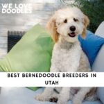 Bernedoodle Breeders in Utah