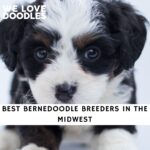 Bernedoodle Breeders in the Midwest