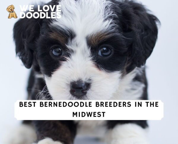 6 Best Bernedoodle Breeders In The Midwest   Bernedoodle Breeders In The Midwest 1 600x485 