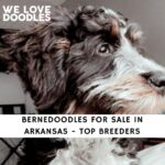 Bernedoodles For Sale in Arkansas