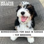 Bernedoodles For Sale in Kansas