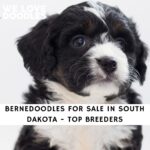 Bernedoodles For Sale in South Dakota
