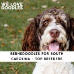 Bernedoodles For South Carolina