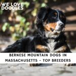 Bernese Mountain Dogs in Massachusetts