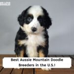 Best-Aussie-Mountain-Doodle-Breeders-in-the-U.S.-Template