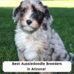 Best-Aussiedoodle-Breeders-in-Arizona-template