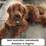 Best-Australian-Labradoodle-Breeders-in-Virginia-template