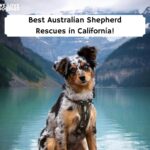 Best-Australian-Shepherd-Rescues-in-California-template