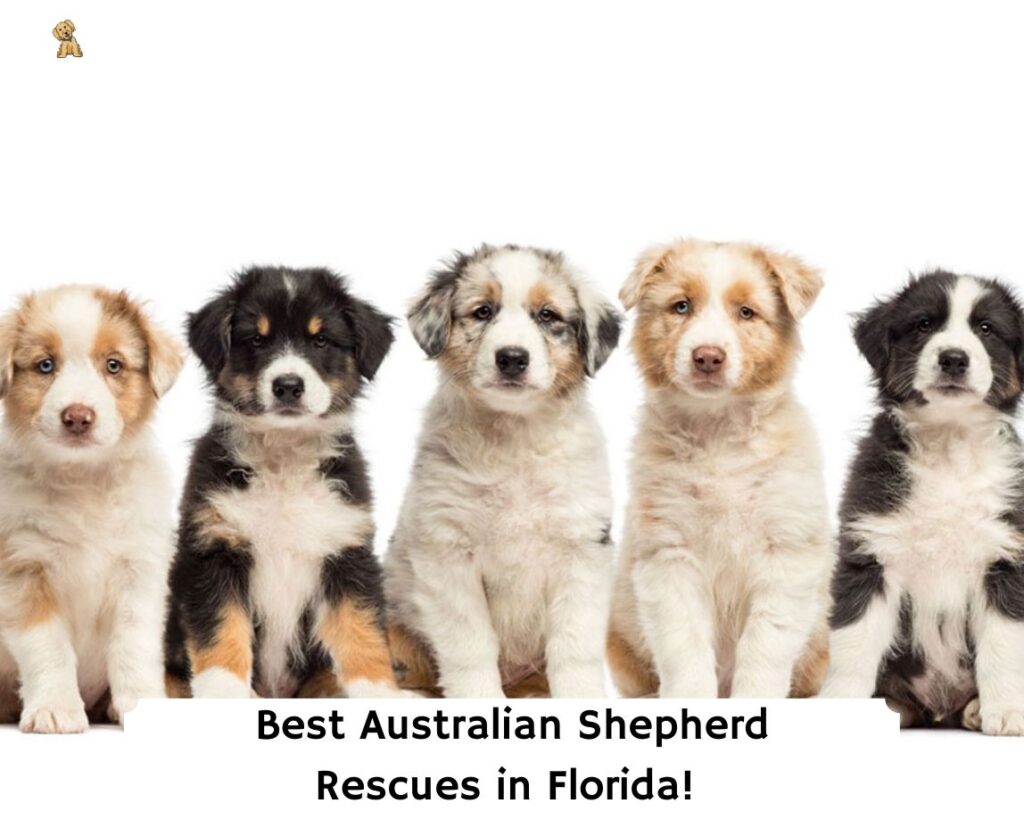 I modsætning til imperium tilskuer 4 Best Australian Shepherd Rescues in Florida! (2023) - We Love Doodles