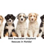 Best-Australian-Shepherd-Rescues-in-Florida-template
