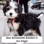 Best-Bernedoodle-Breeders-in-San-Diego-template