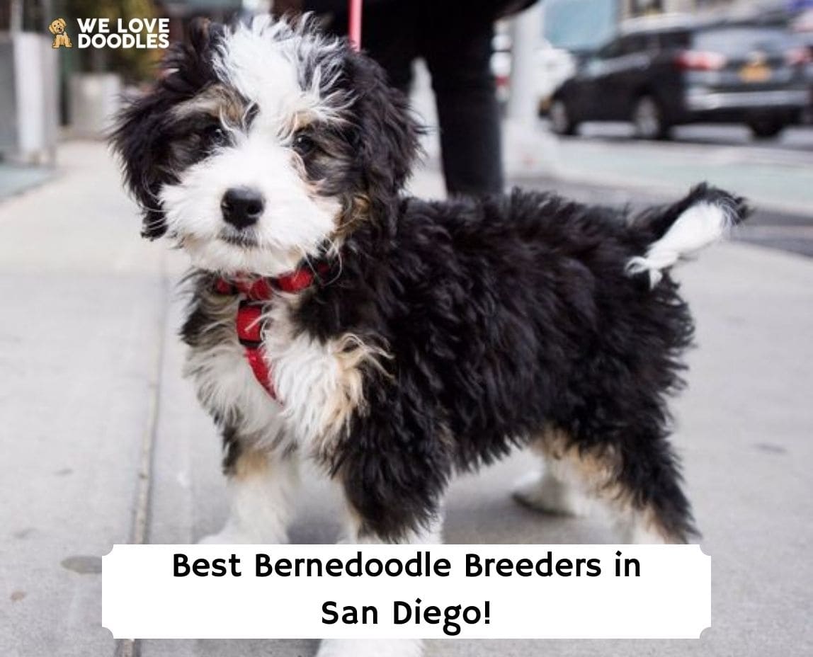 4 Best Bernedoodle Breeders in San Diego! (2024) - We Love Doodles