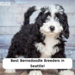 Best-Bernedoodle-Breeders-in-Seattle-Template
