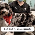 Best Brush for Aussiedoodle