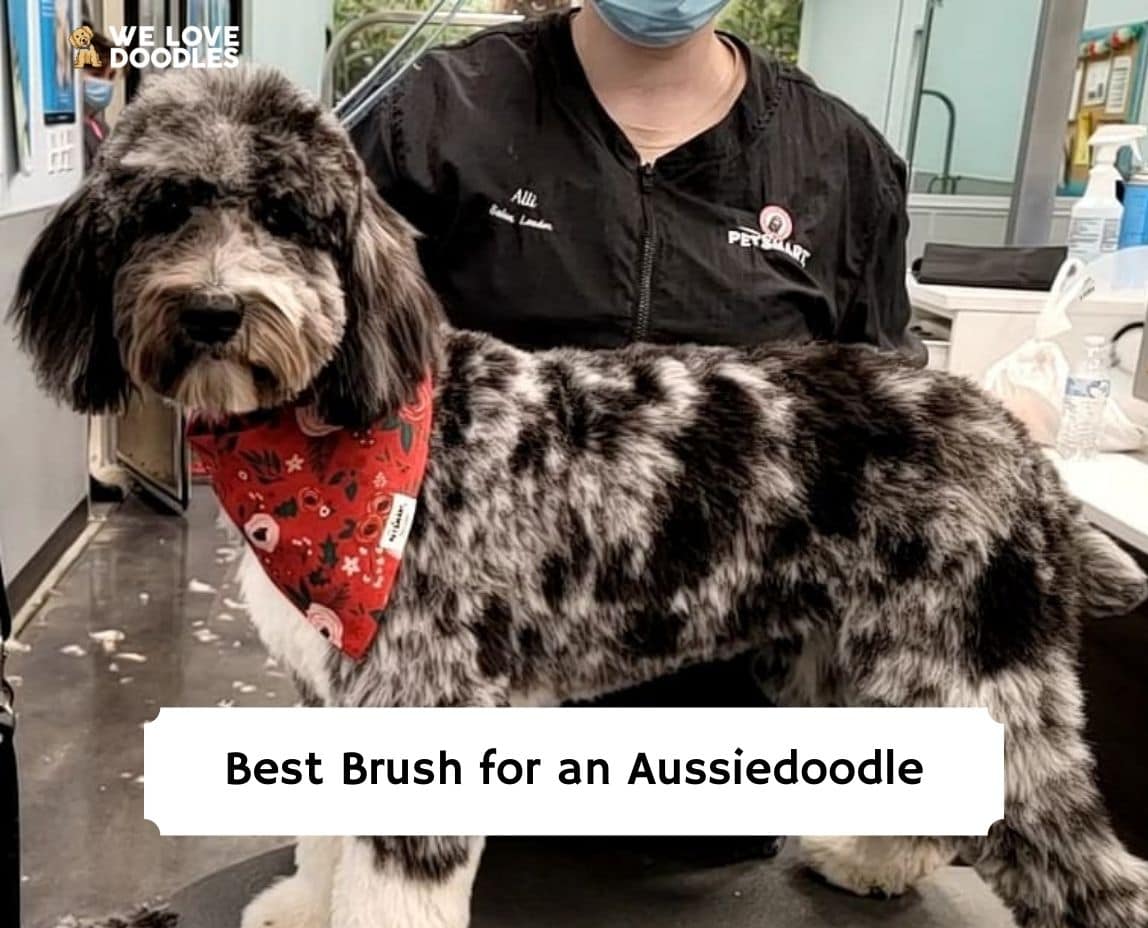 Best Brush for an Aussiedoodle Top 6 Picks 2024 We Love Doodles