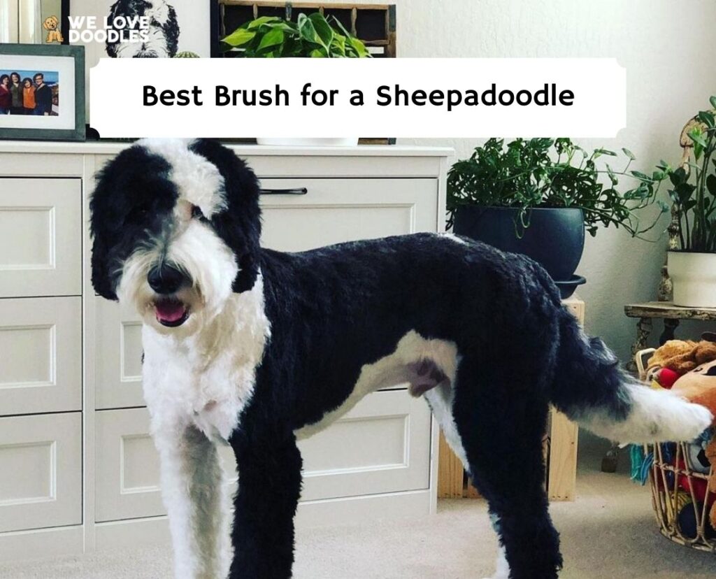 The 7 Best Brushes For A Sheepadoodle 2023 We Love Doodles