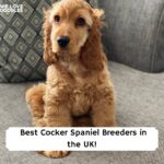 Best-Cocker-Spaniel-Breeders-in-the-UK-Template