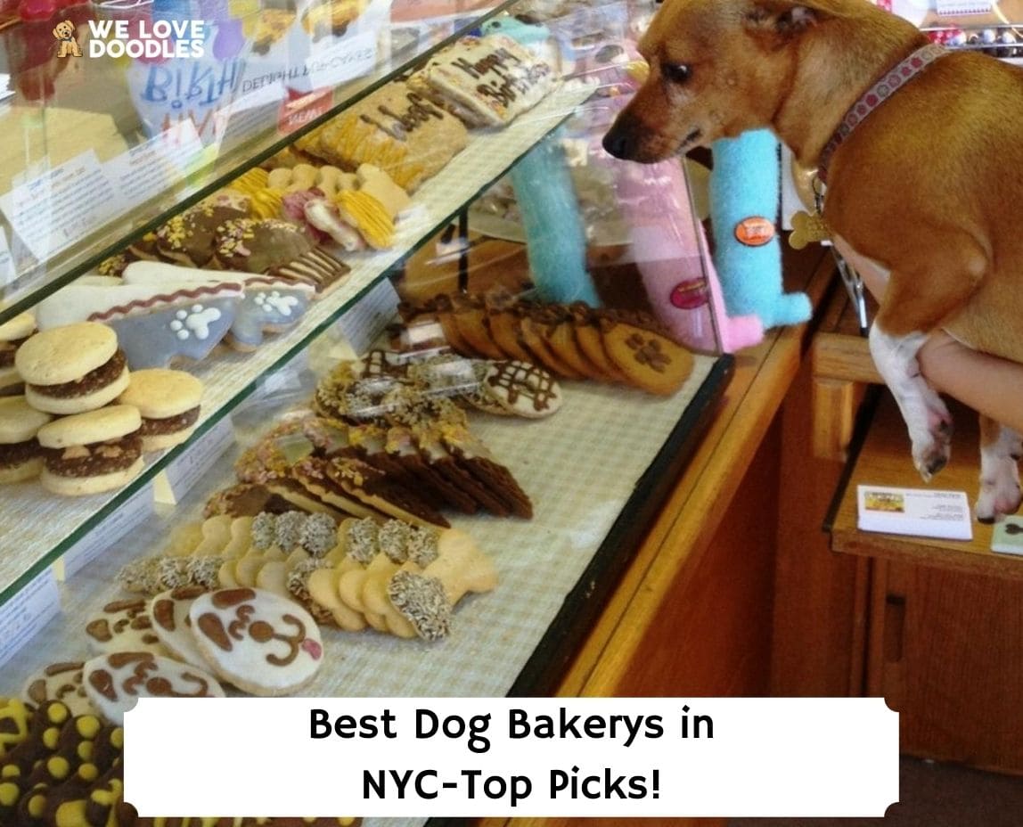 Dog bakery outlet brooklyn