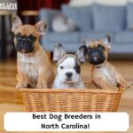 Best-Dog-Breeders-in-North-Carolina-template