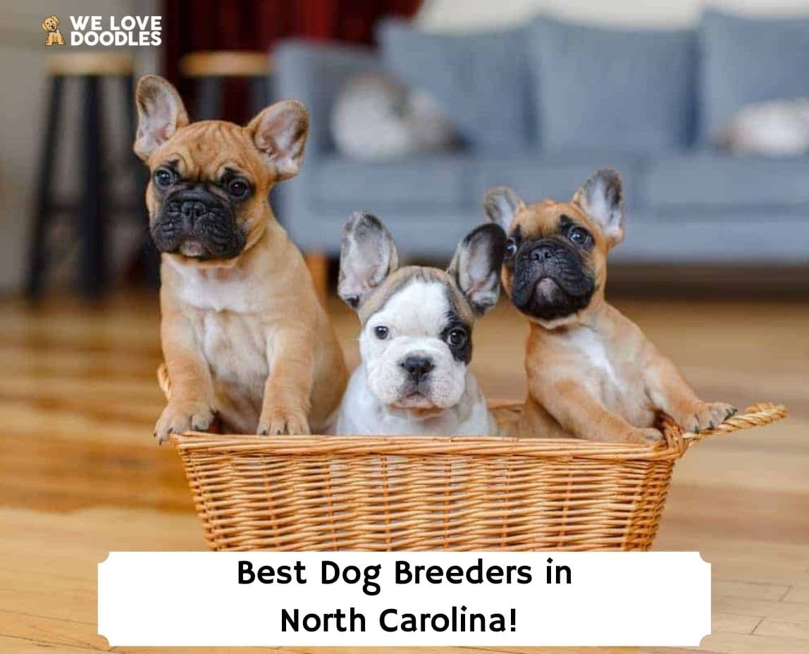 11 Best Dog Breeders in North Carolina! (2024) We Love Doodles