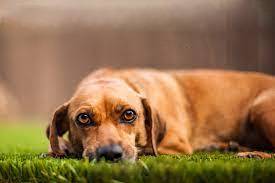 Conclusion For The "Best Dog Centres in the West Midlands"