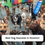 Best-Dog-Daycares-in-Houston-Template