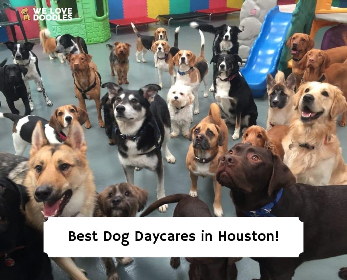 6-best-dog-daycares-in-houston-2023-we-love-doodles