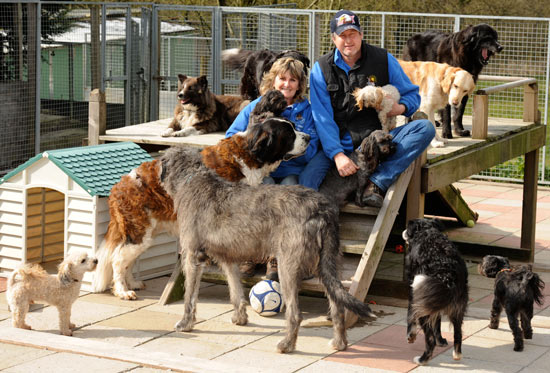 The 8 Best Dog Rescues In Hampshire UK 2024 We Love Doodles