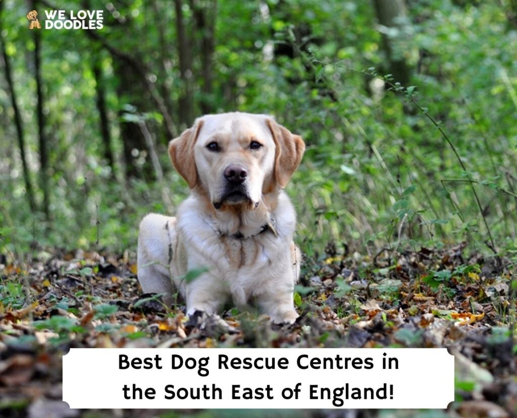 Best-Dog-Rescue-Centres-in-the-South-East-of-England-template