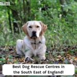 Best-Dog-Rescue-Centres-in-the-South-East-of-England-template