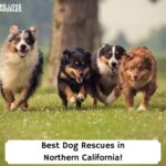 Best-Dog-Rescues-in-Northern-California-tempalte