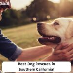 Best-Dog-Rescues-in-Southern-California-template