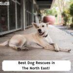 Best-Dog-Rescues-in-The-North-East-template