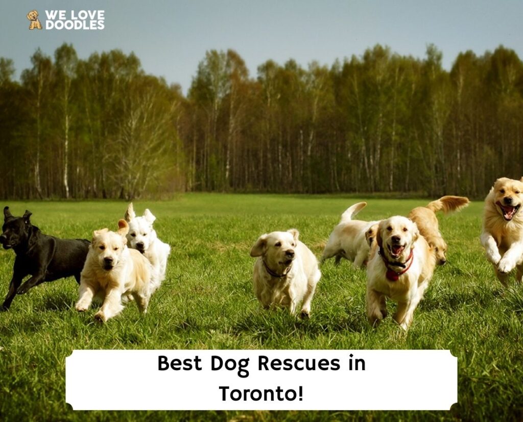 14 Best Dog Rescues In Toronto   Best Dog Rescues In Toronto Template 1024x828 