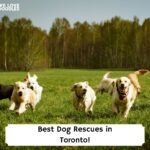 Best-Dog-Rescues-in-Toronto-template