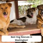 Best-Dog-Rescues-in-Washington-template