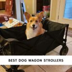Best Dog Wagon Strollers