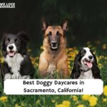 Best-Doggy-Daycares-in-Sacramento-California