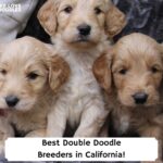 Best-Double-Doodle-Breeders-in-California-template
