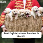 Best-English-Labrador-Breeders-in-the-US-Main