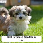 Best-Havanese-Breeders-In-MA-template