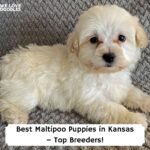 Best-Maltipoo-Puppies-in-Kansas–Top-Breeders-template