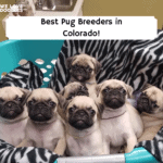 Best-Pug-Breeders-in-Colorado