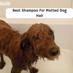 Best Shampoo For Matted Dog Hair