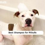 Best Shampoo for Pitbulls