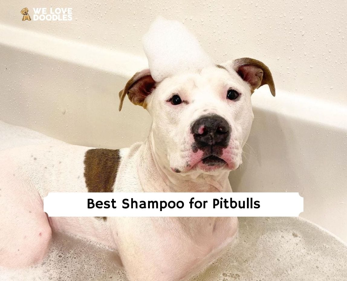 Best shampoo for pitbulls with best sale sensitive skin